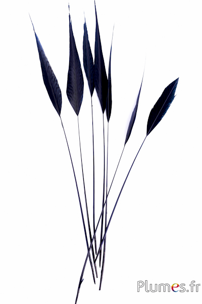 Faisan doré flèche - 38-44 cm - noir